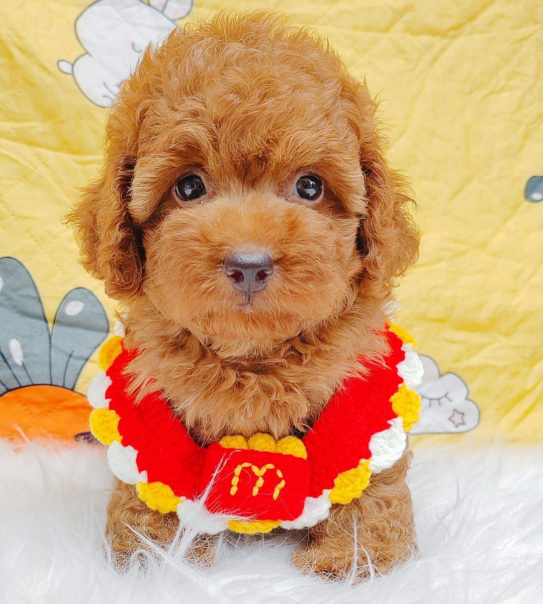 Poodle 娉拌开璐靛