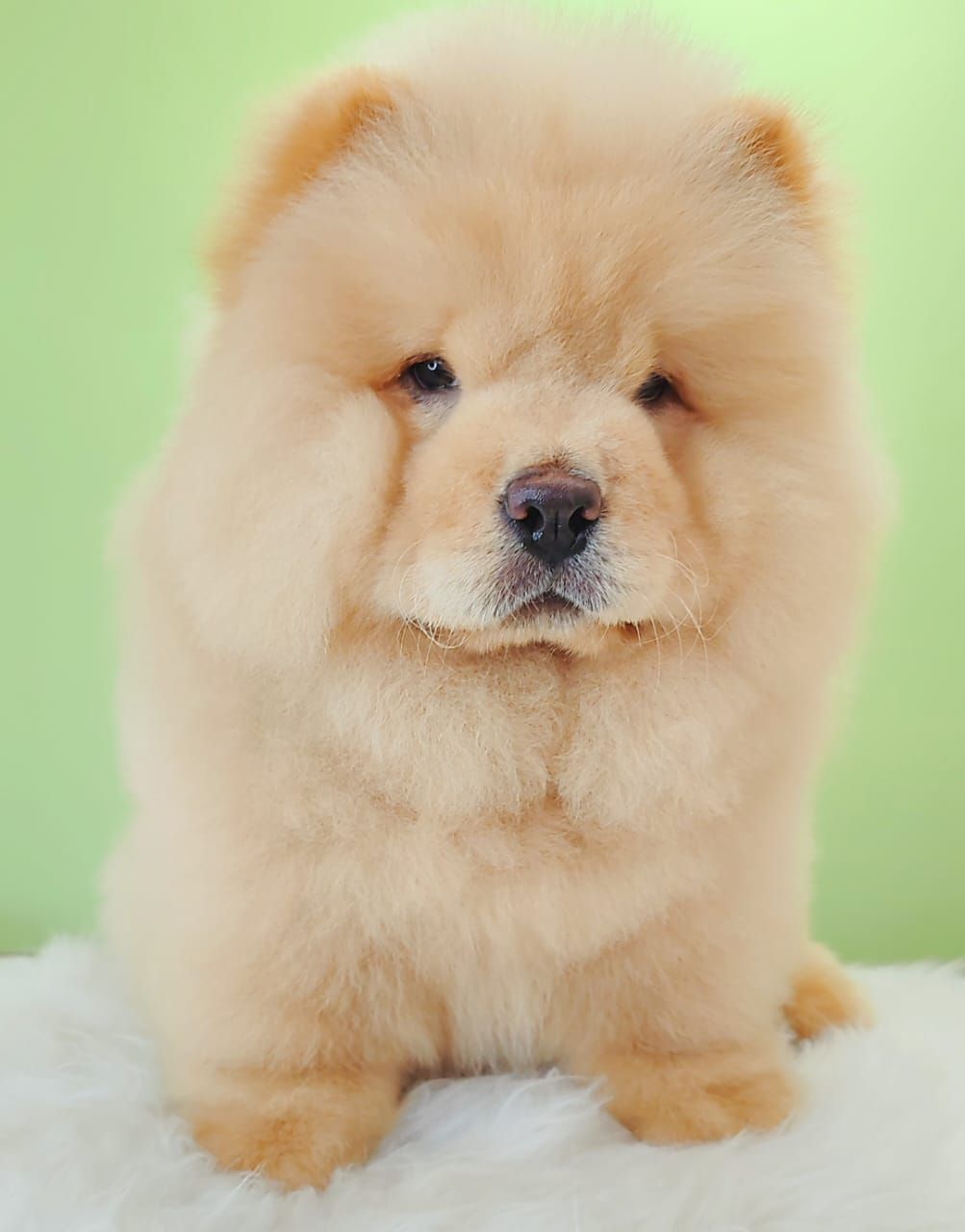 Chow Chow 松狮犬