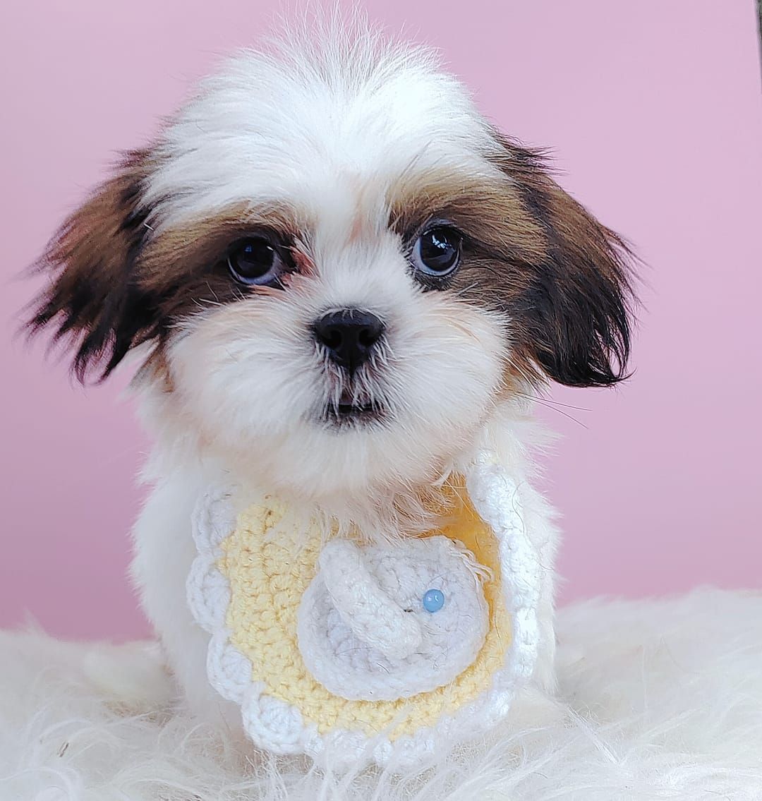 Shih Tzu 西施