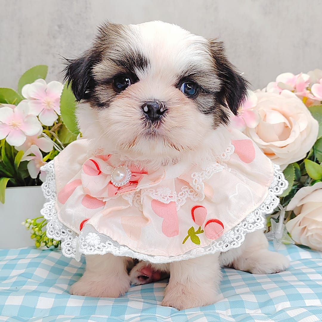 Shih Tzu 西施