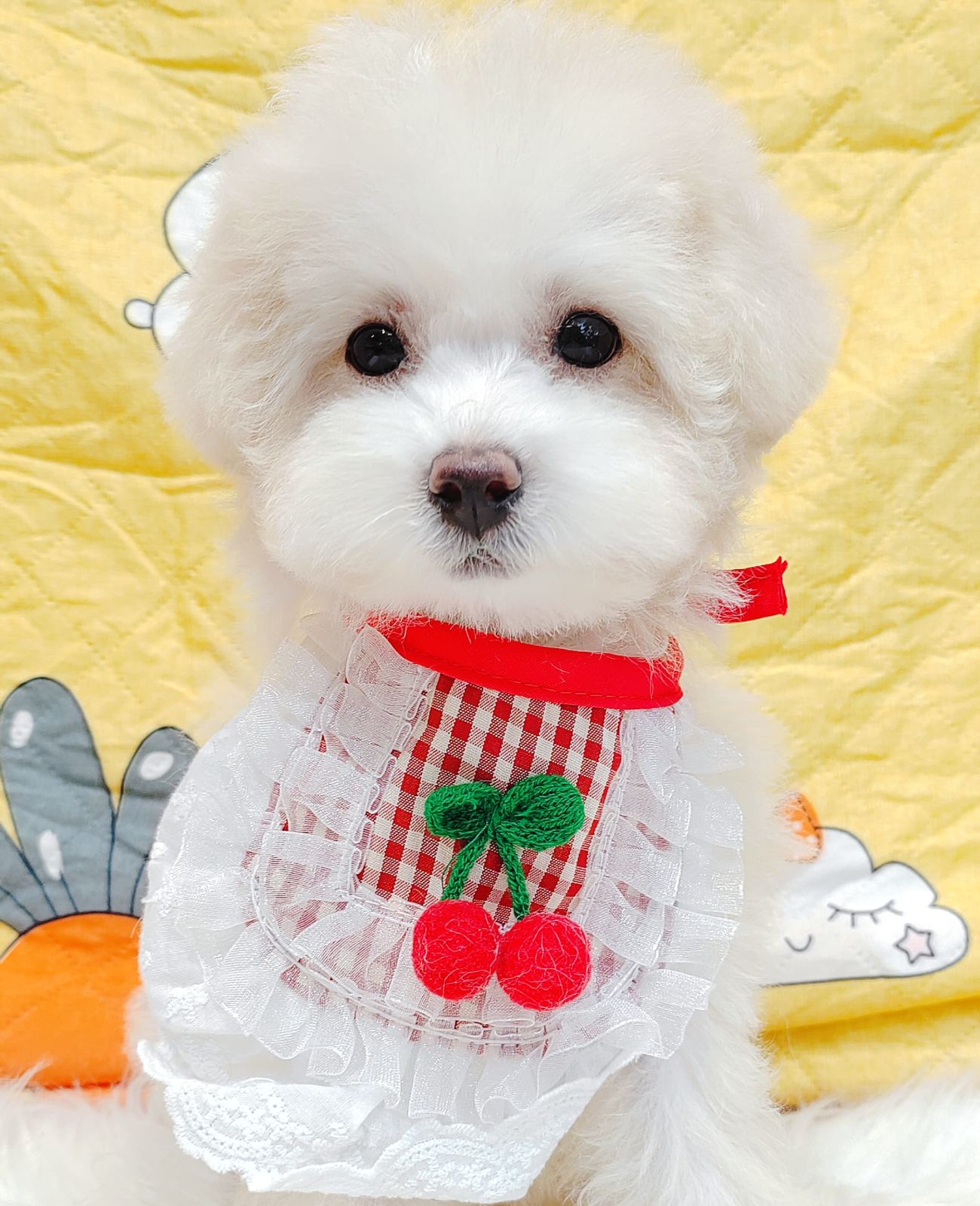 Maltipoo 马尔泰迪