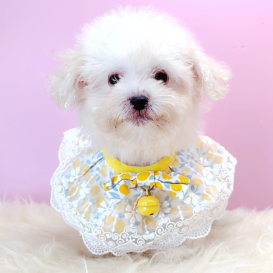Poodle 娉拌开璐靛
