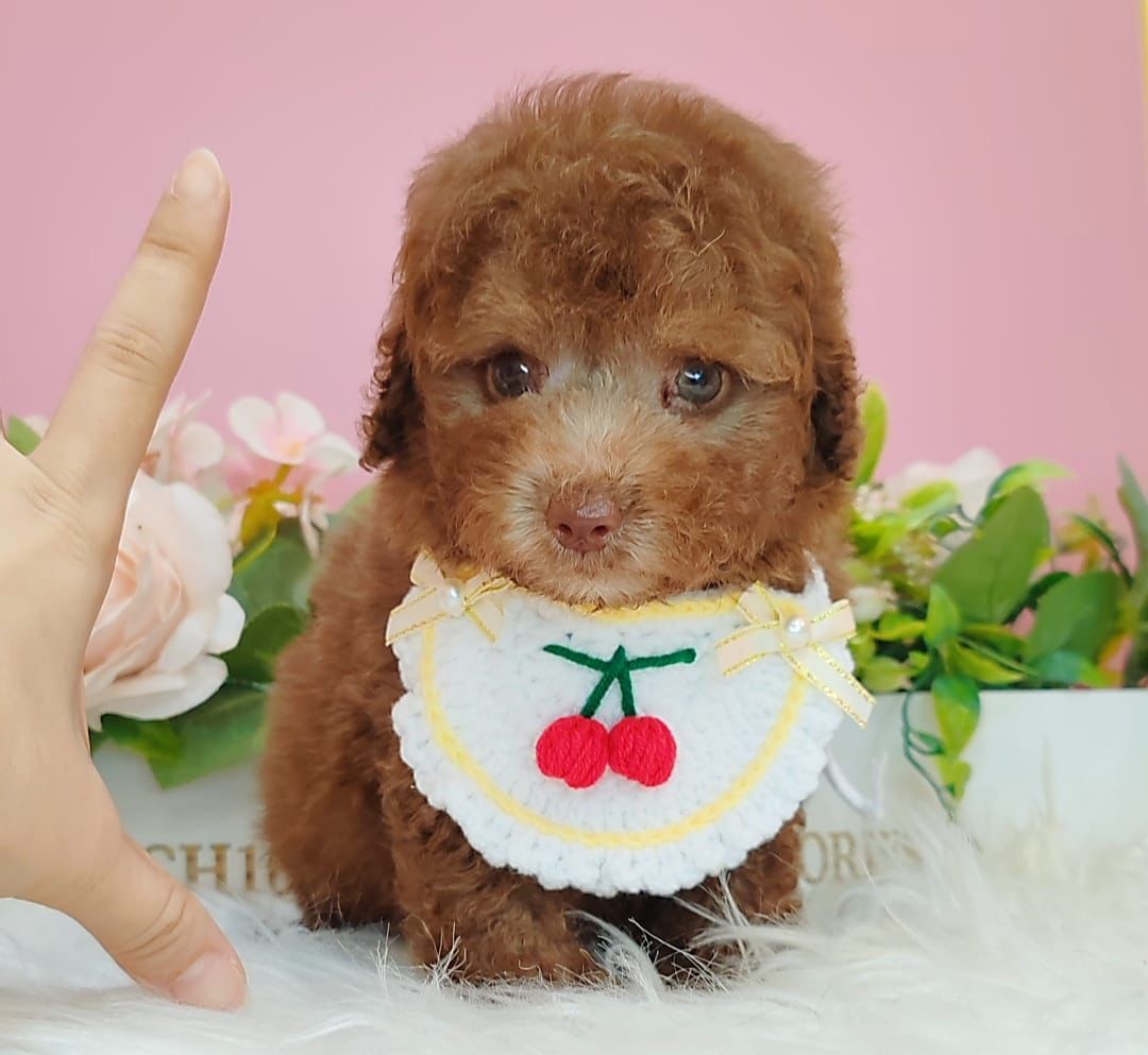 Poodle 娉拌开璐靛