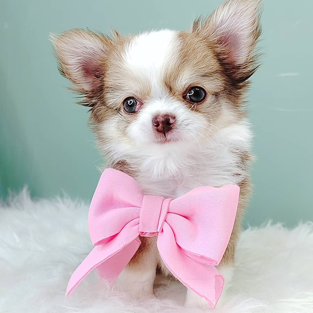 Chihuahua 吉娃娃
