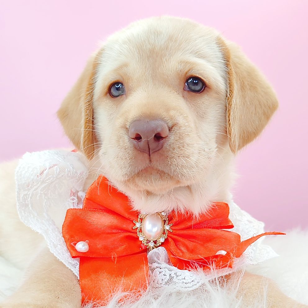 Labrador Retriever 拉布拉多