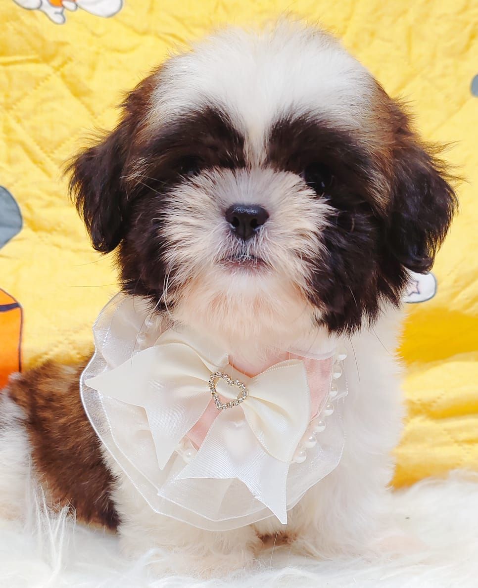 Shih Tzu 西施