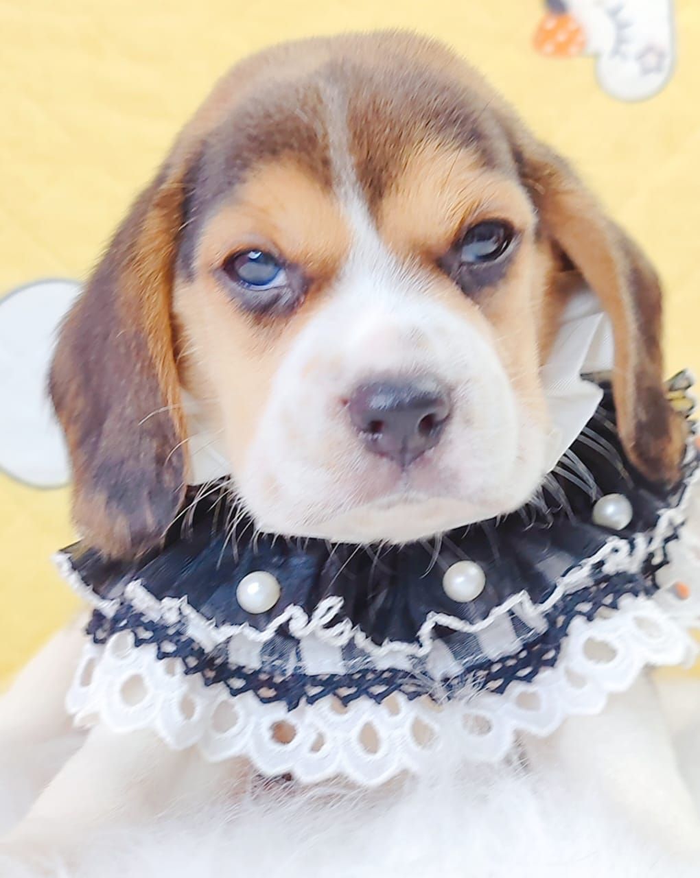 Beagle 米格鲁