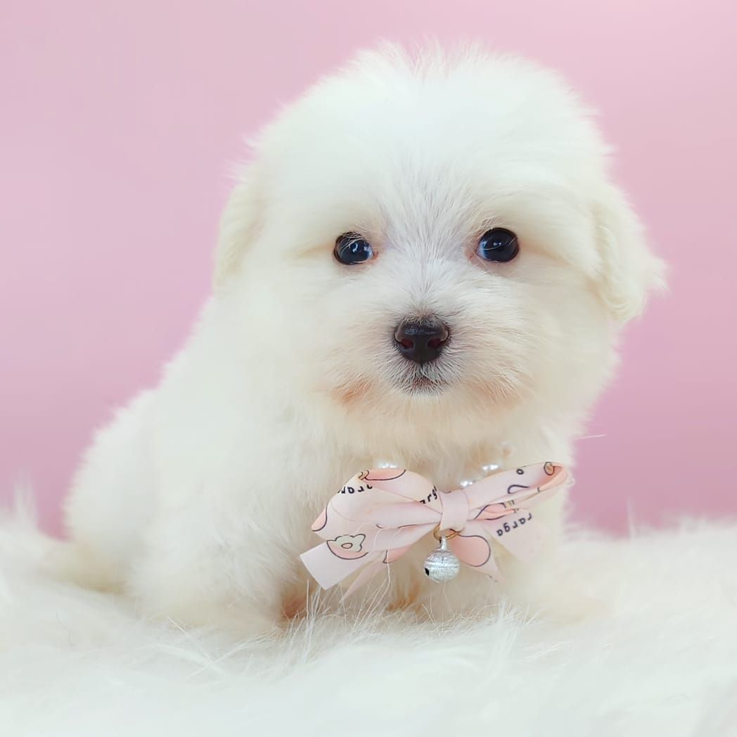 Maltipoo 马尔泰迪