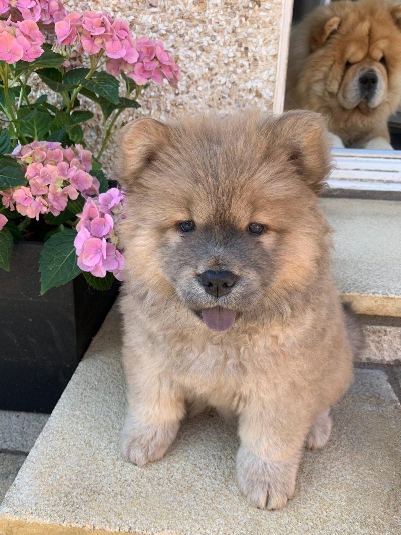 Chow Chow 松狮犬