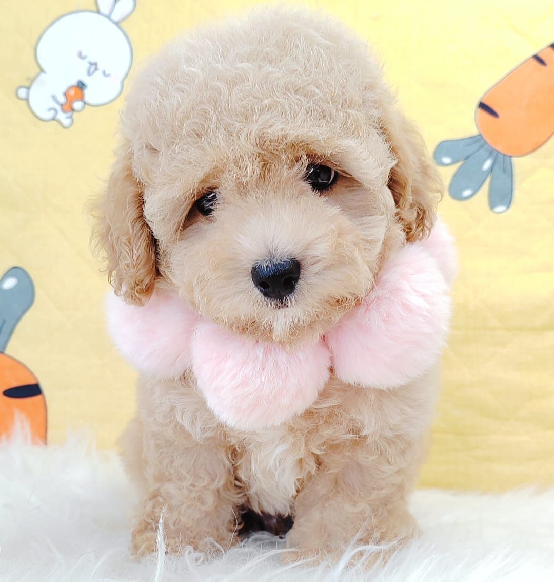 Poodle 娉拌开璐靛