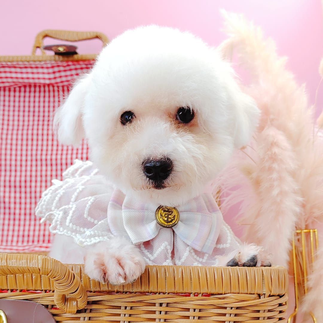 Poodle 娉拌开璐靛