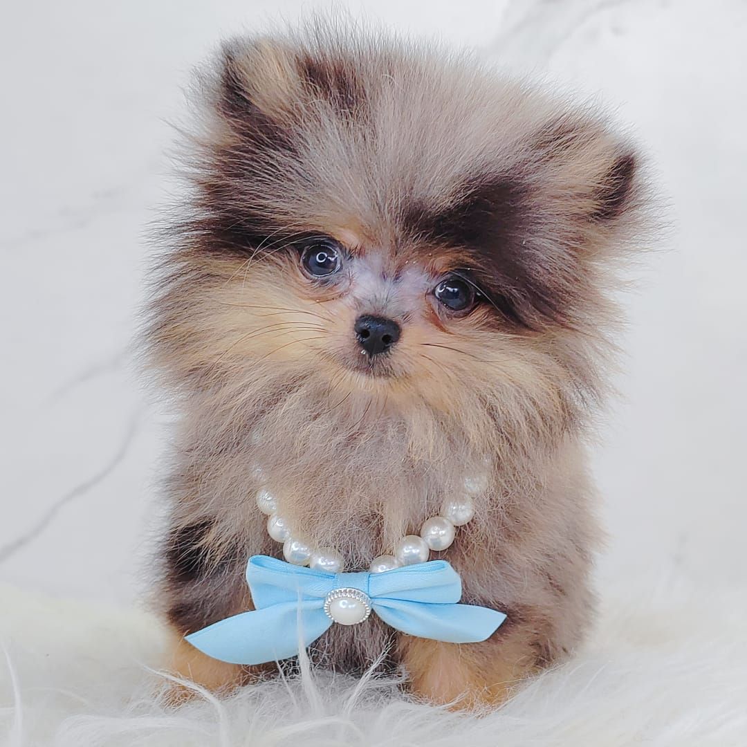Pomeranian 博美