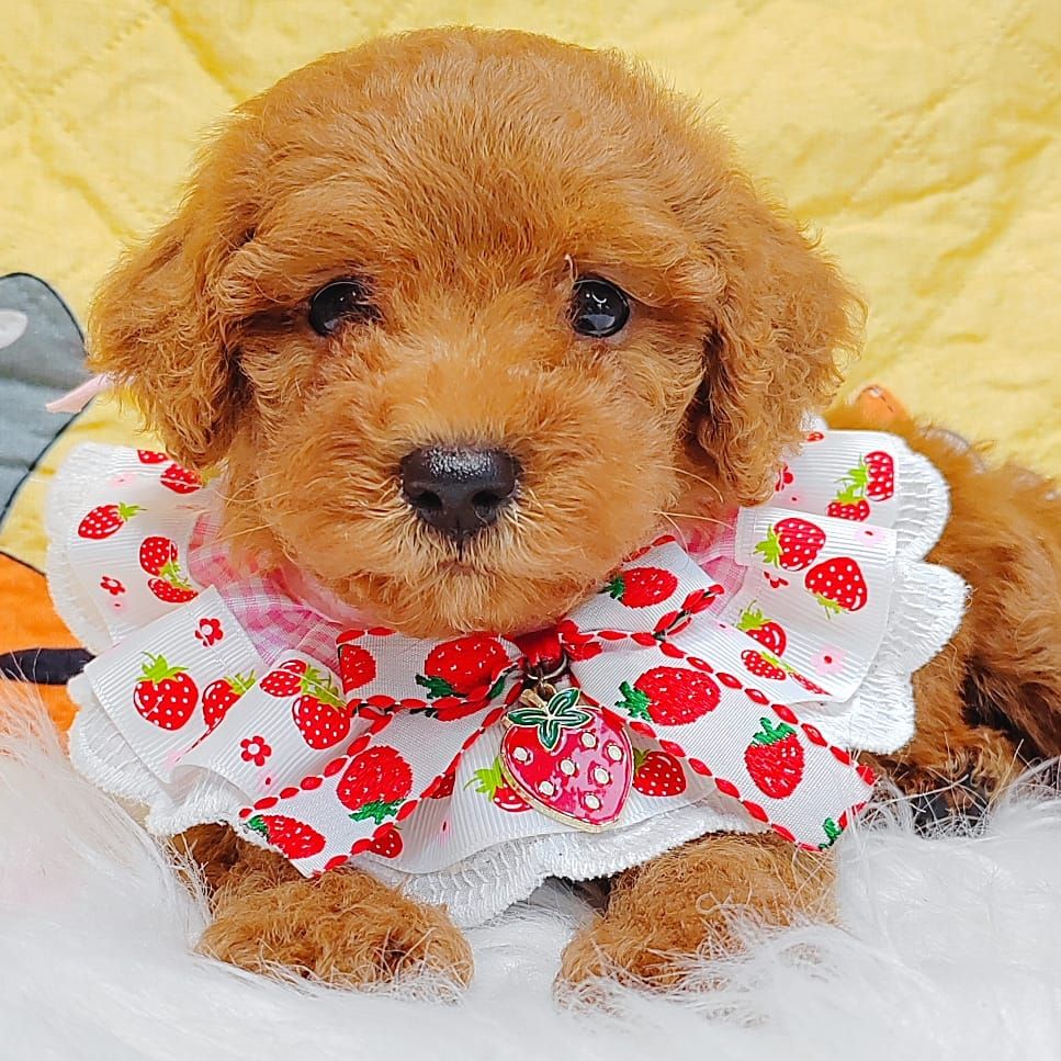 Poodle 娉拌开璐靛