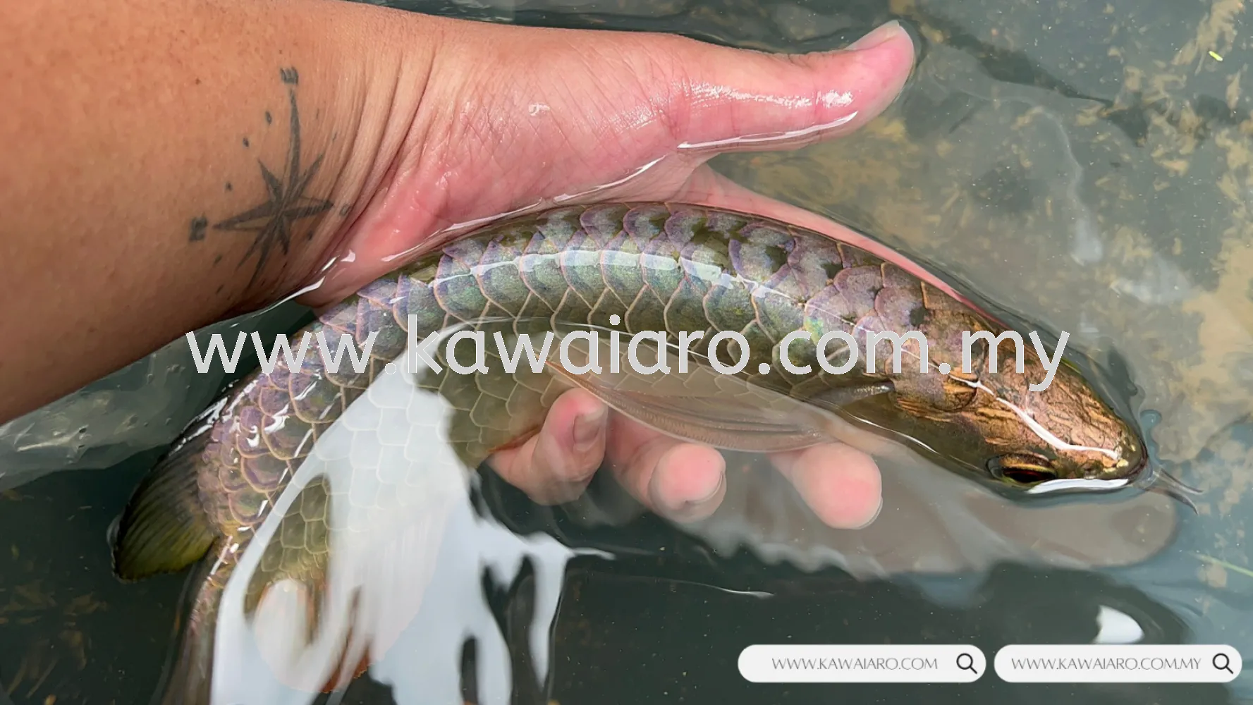 Malaysia Golden Head Blue Base AAA Arowana