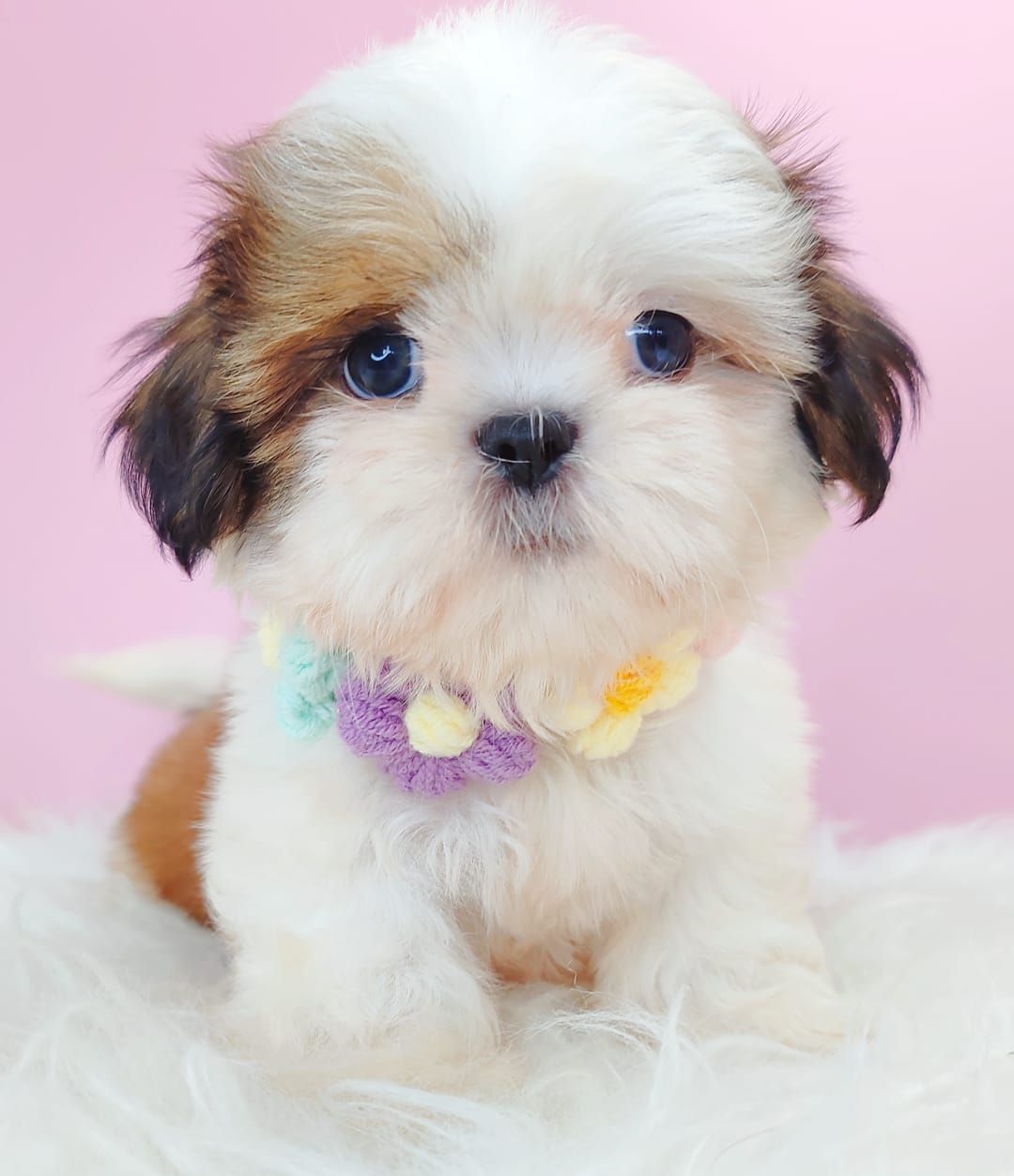 Shih Tzu 西施