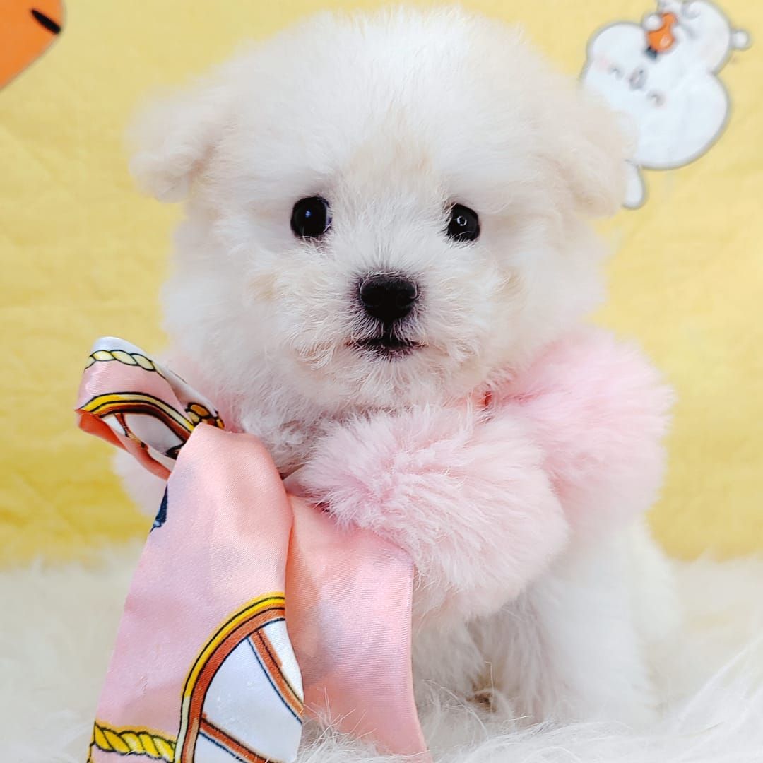 Maltipoo 马尔泰迪