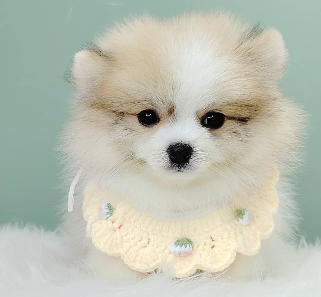 Pomeranian 博美