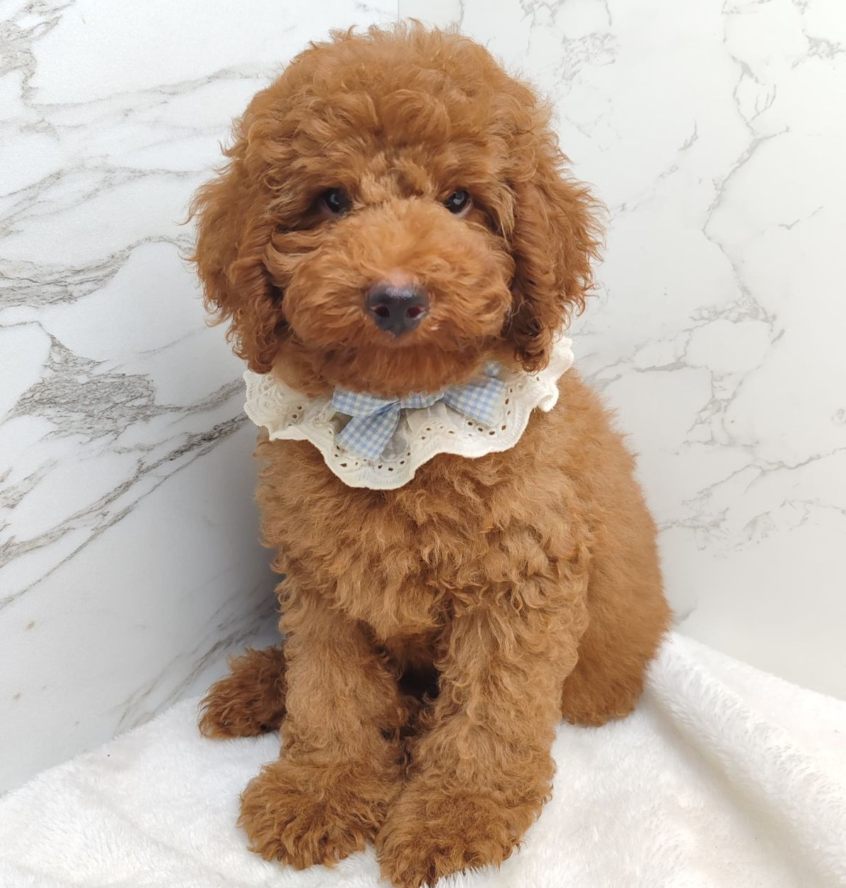 Poodle 娉拌开璐靛