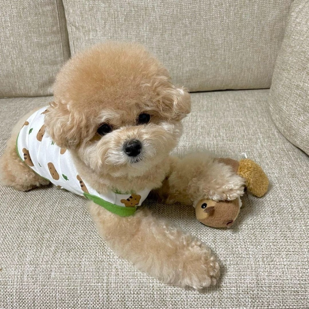 Pet Cute Design Shirt Dog Clothes Pet Clothing Cat Clothes Baju Kucing 狗狗可爱打底衫 老鼠造型 可爱狗狗衣服 宠物服装 可爱猫咪衣服