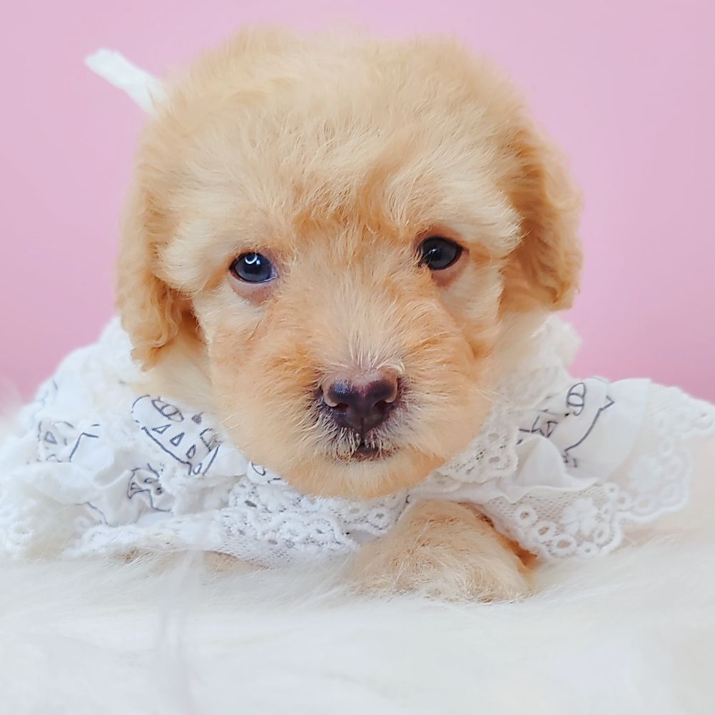 Poodle 娉拌开璐靛