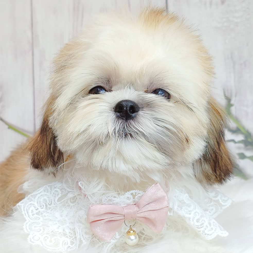 Shih Tzu 西施