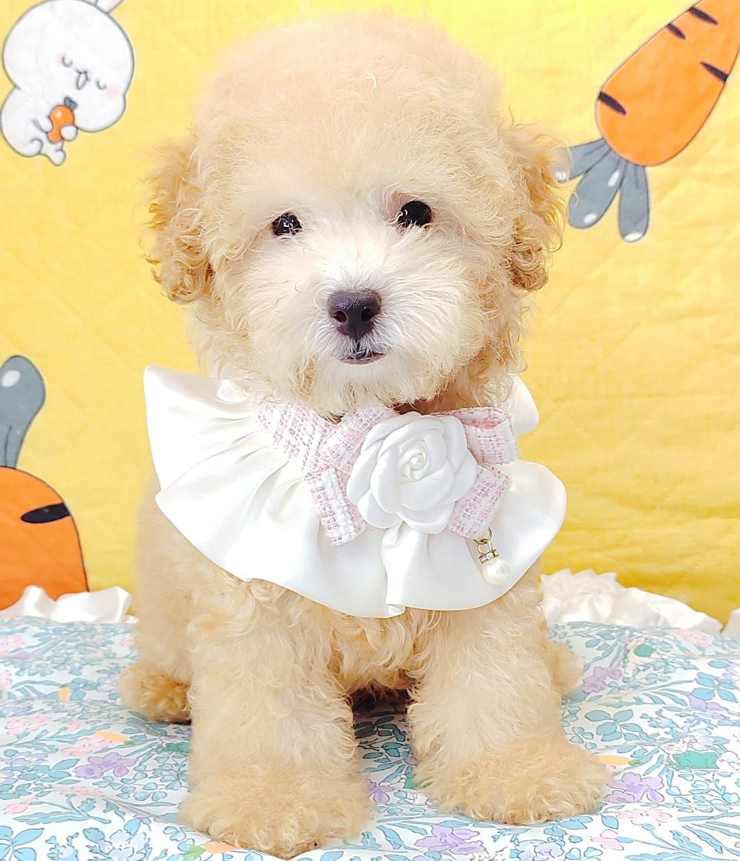 Poodle 娉拌开璐靛