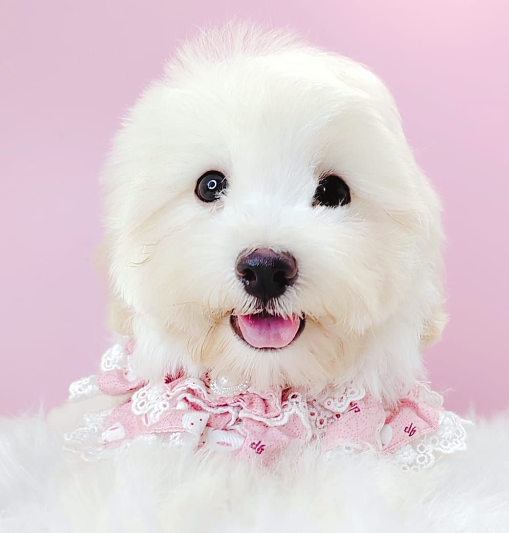 Maltipoo 马尔泰迪