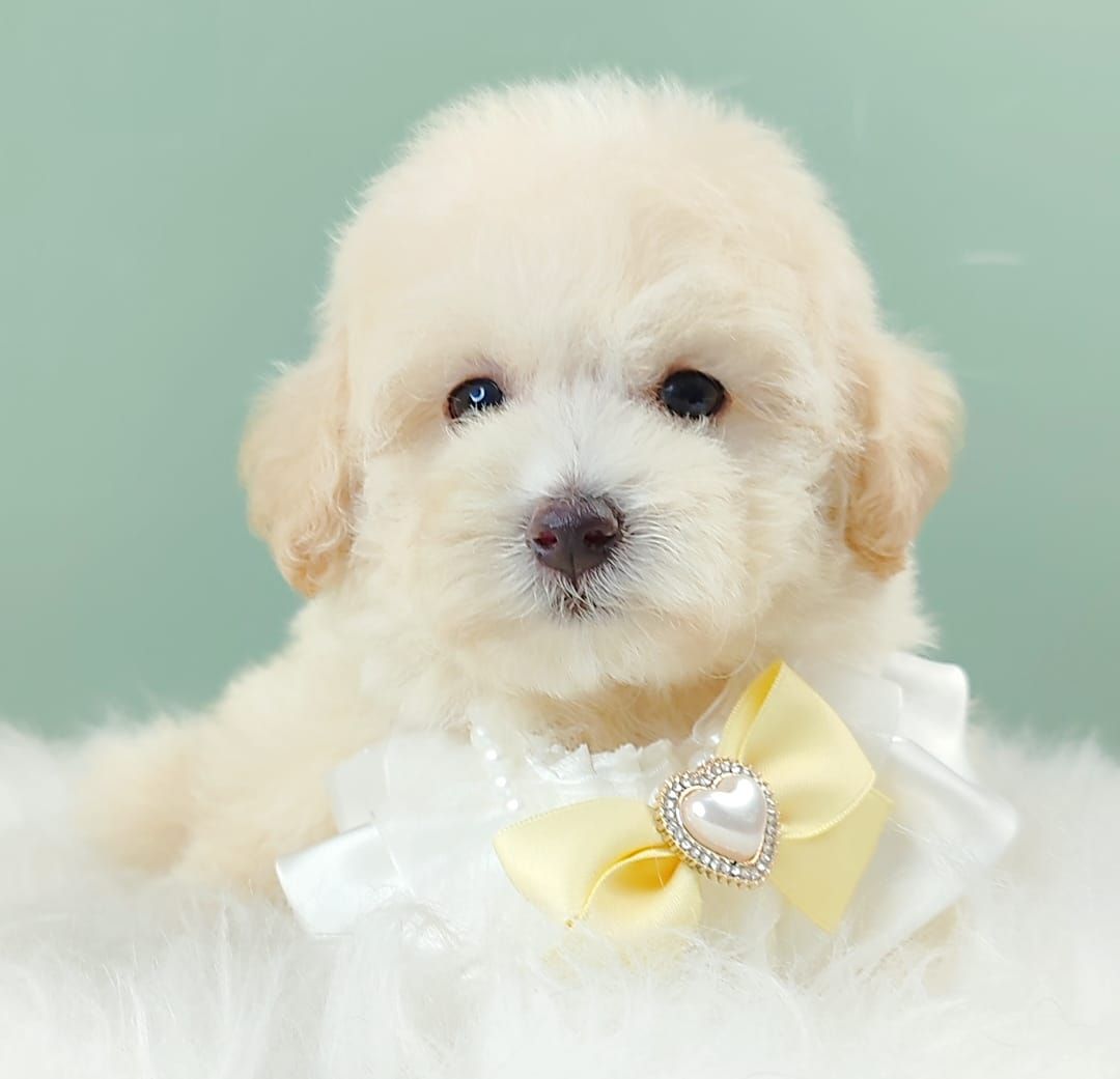Maltipoo 马尔泰迪
