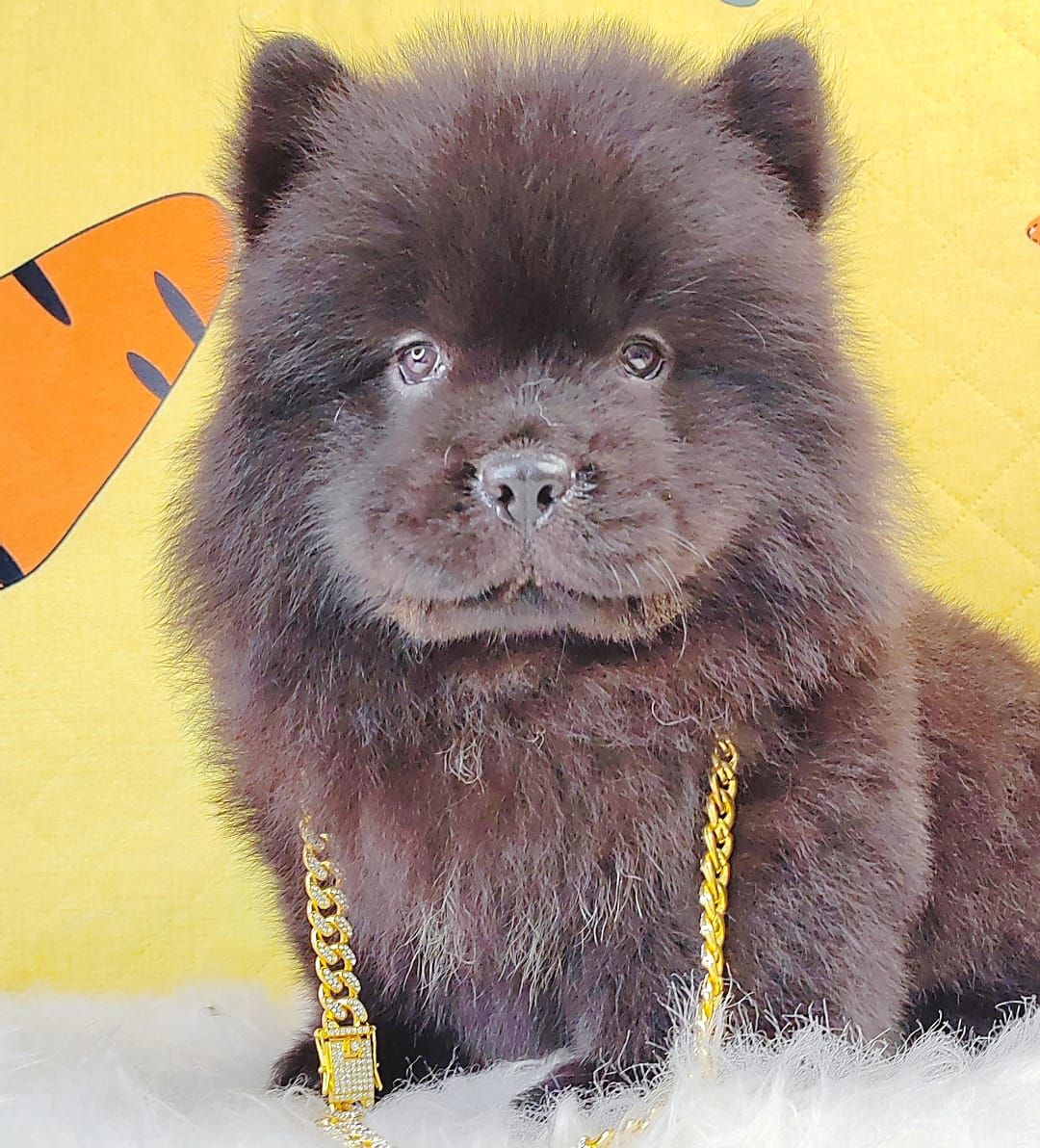 Chow Chow 松狮犬