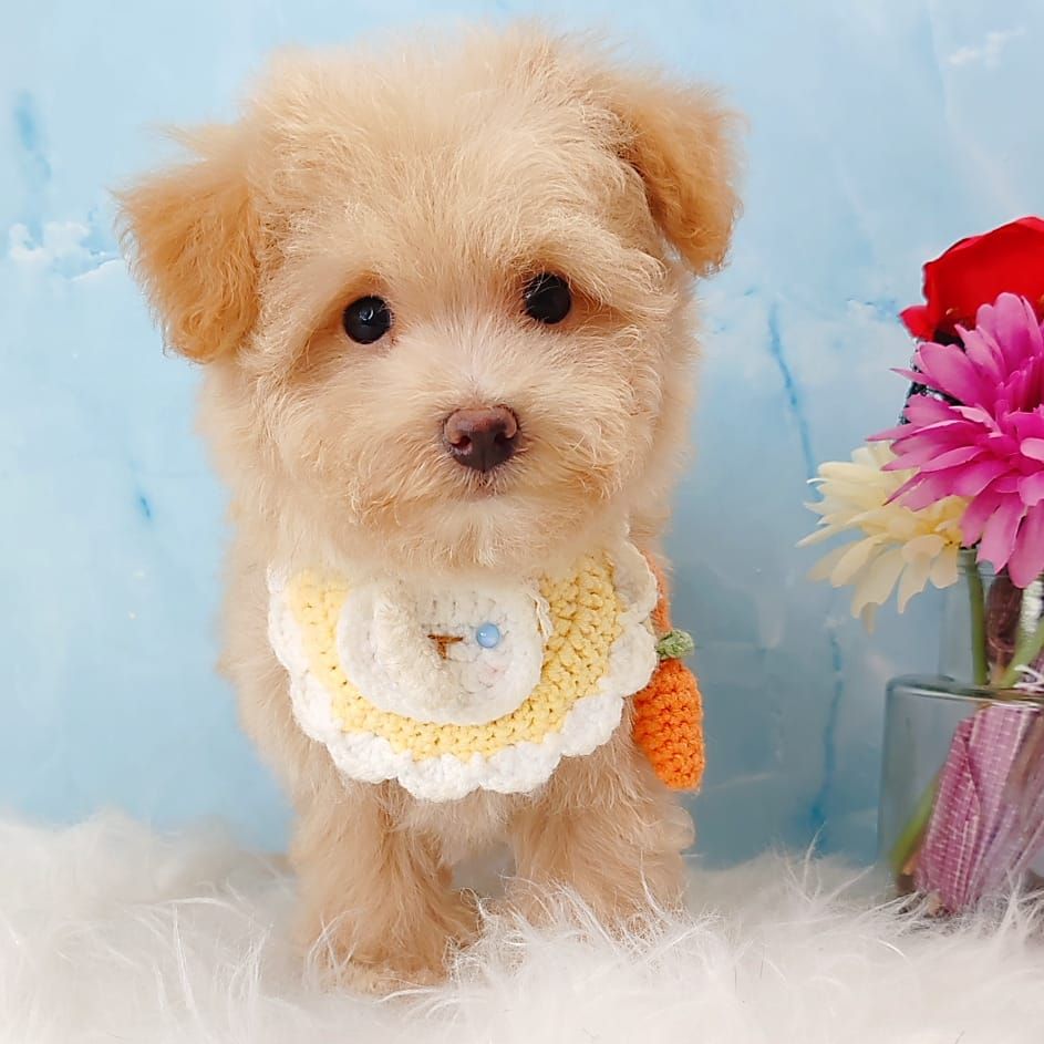 Maltipoo 马尔泰迪
