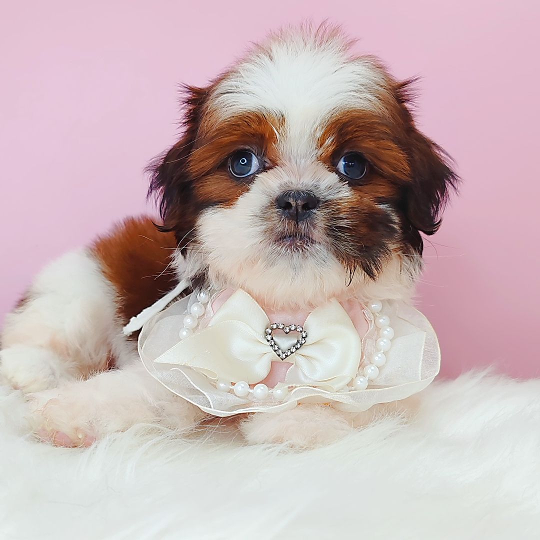 Shih Tzu 西施