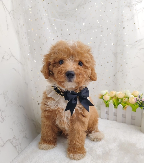 Poodle ̩Ϲ - FURGATHER DESTINY PET HOUSE