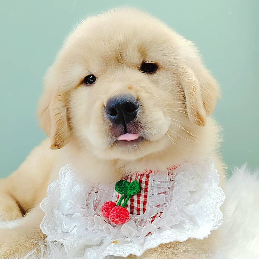 Golden Retriever 黄金猎犬
