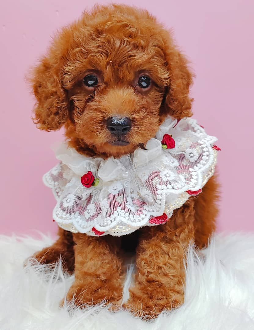 Poodle 娉拌开璐靛