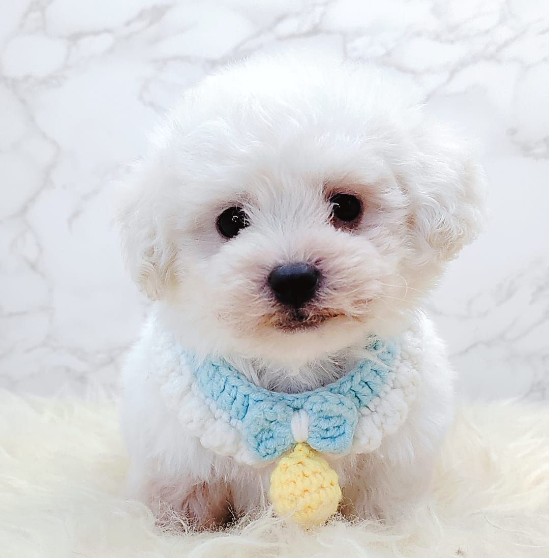 Poodle 娉拌开璐靛