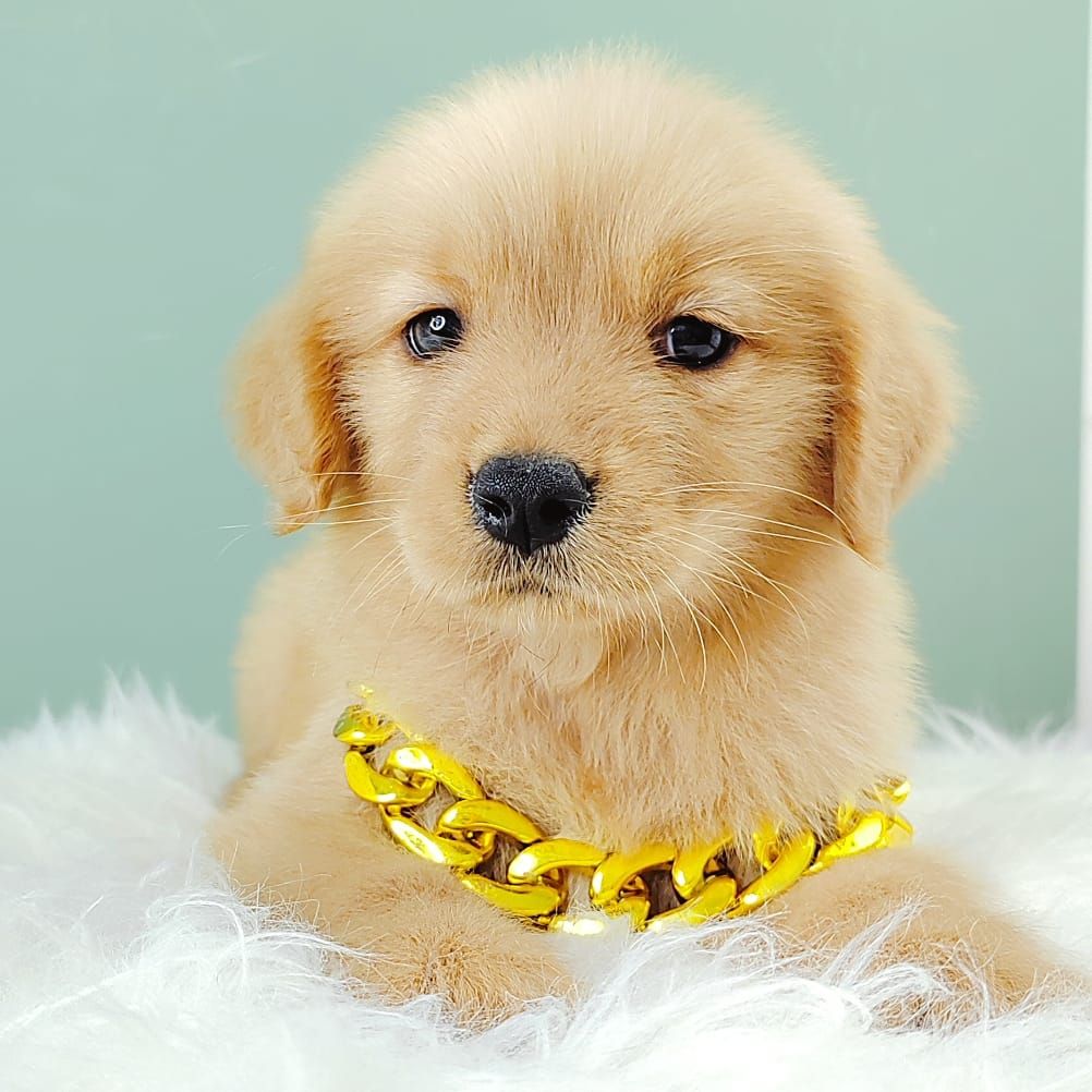 Golden Retriever 黄金猎犬