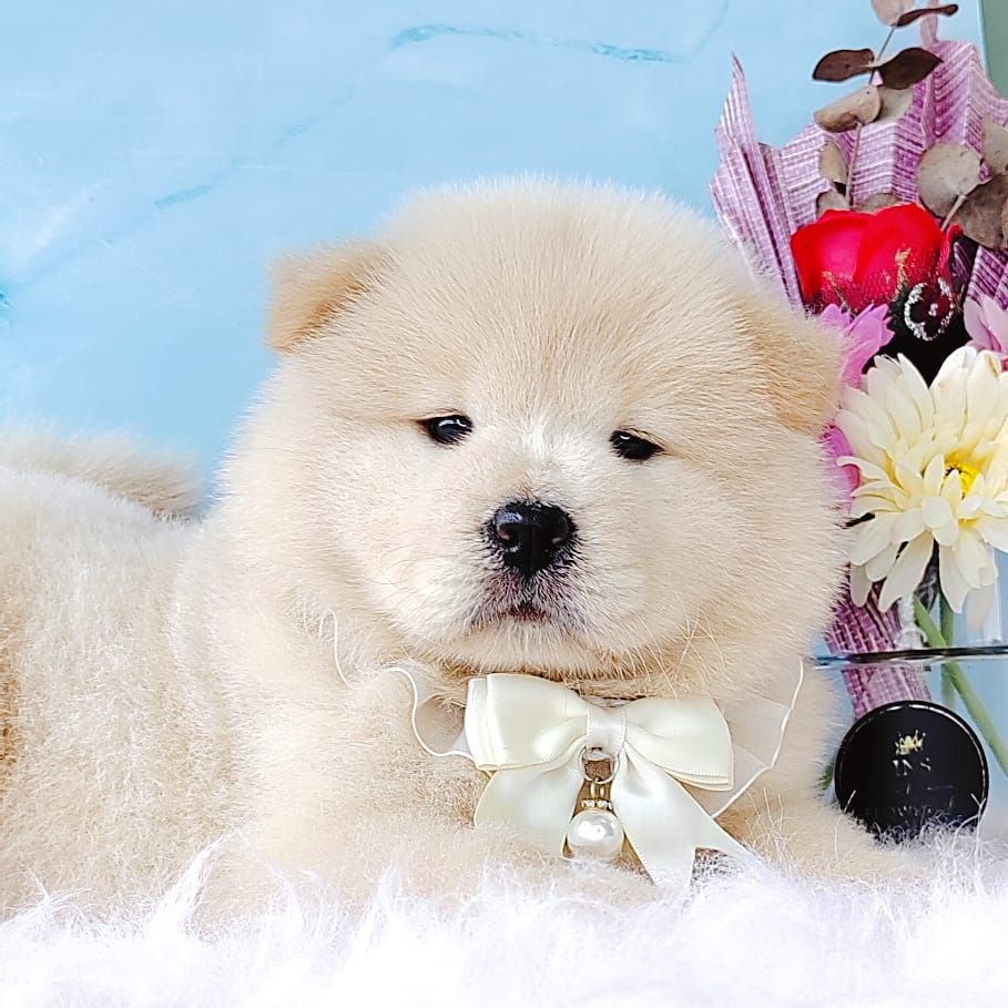 Chow Chow 松狮犬