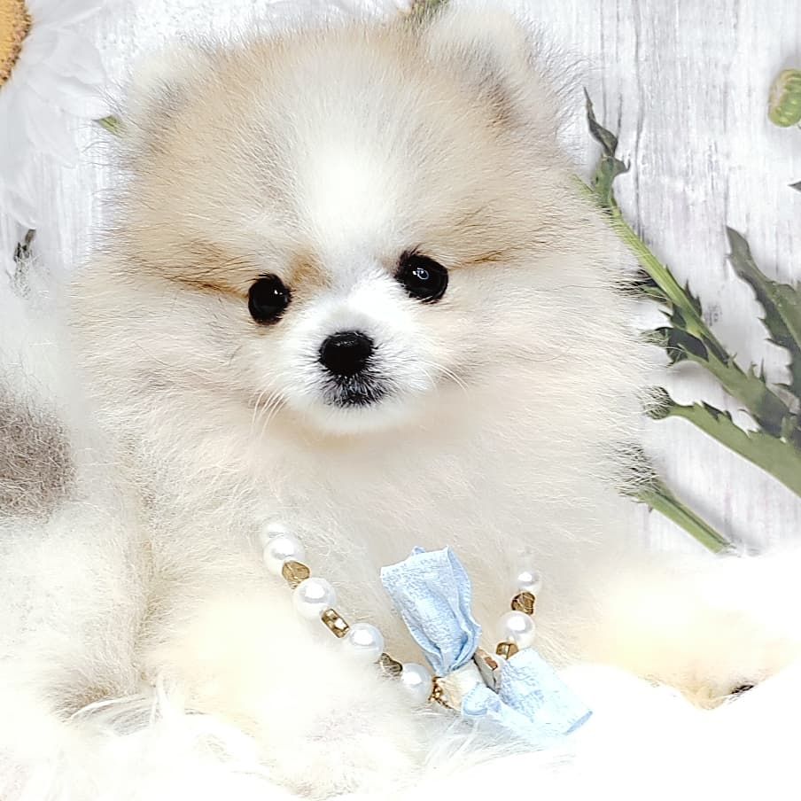 Pomeranian 博美