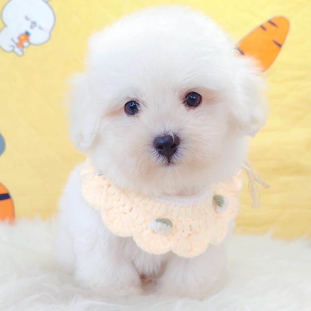 Bichon 比熊