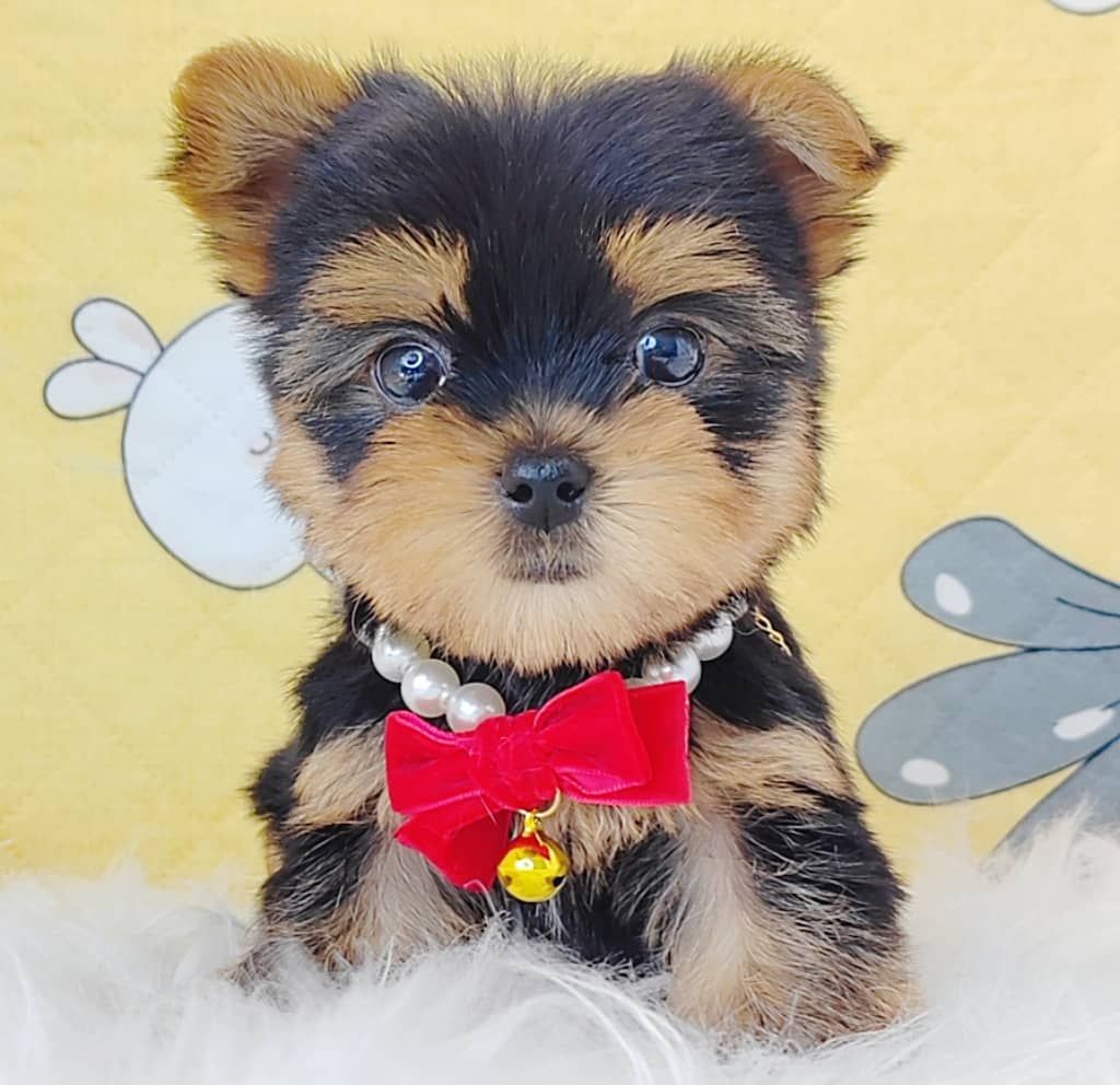 Yorkshire Terrier 约克夏