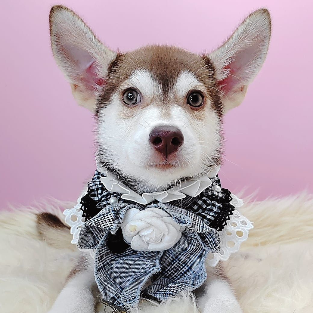Pomsky 博士奇
