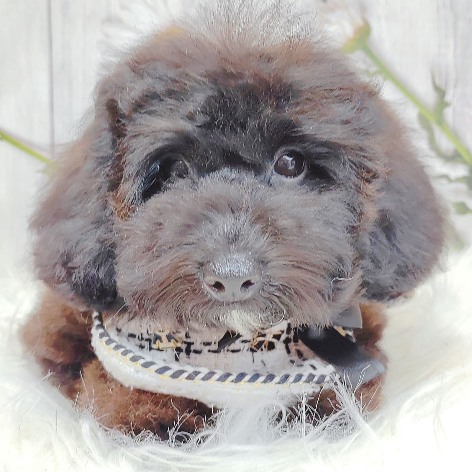 Poodle 璐靛娉拌开
