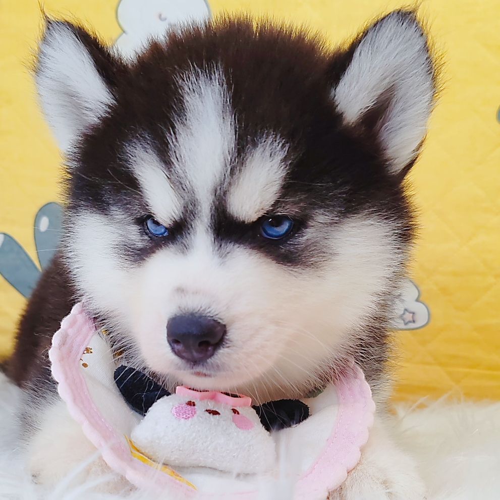 Wooly Husky 哈士奇