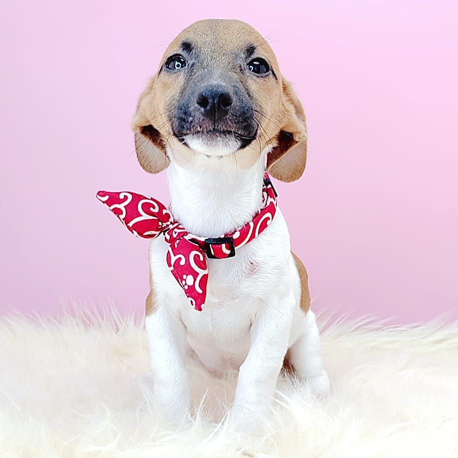 Jack Russell Terrier 杰克罗素梗