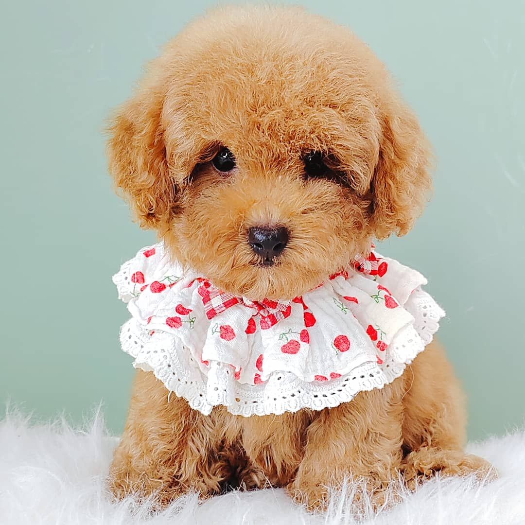 Poodle 娉拌开璐靛