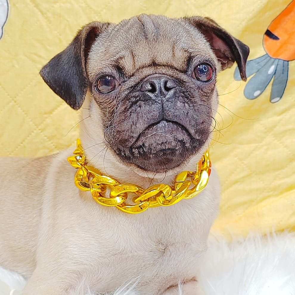 Pug 巴哥