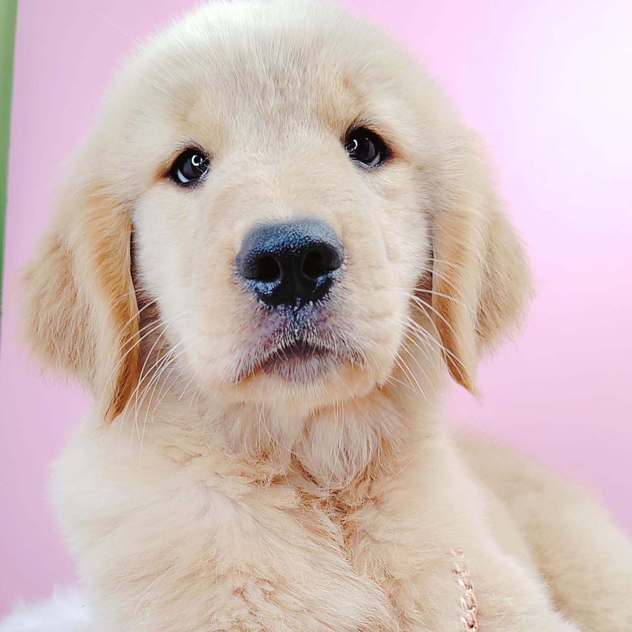 Golden Retriever 黄金猎犬