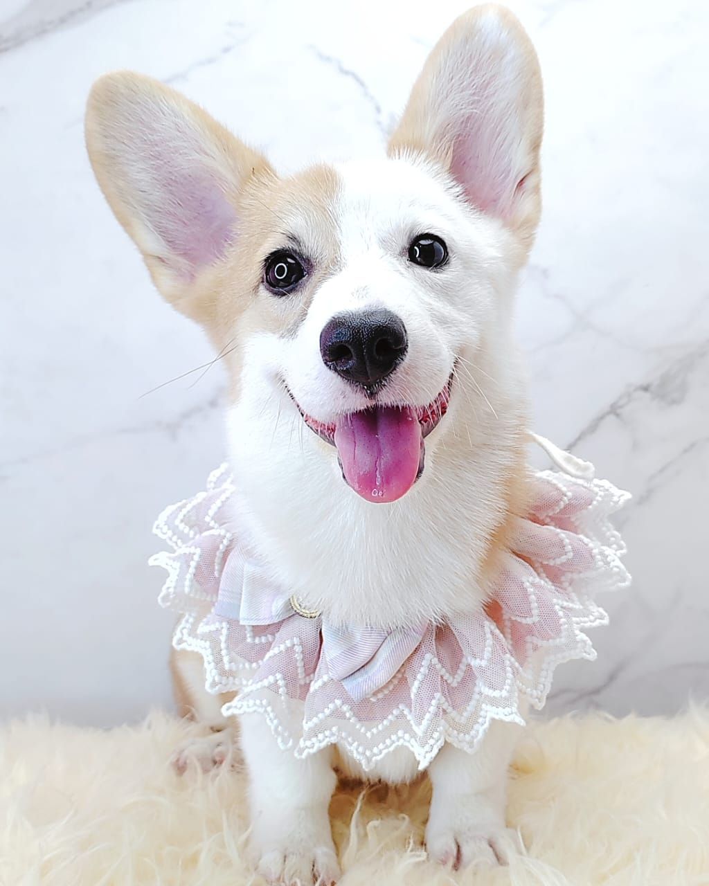  Welsh Corgi 柯基