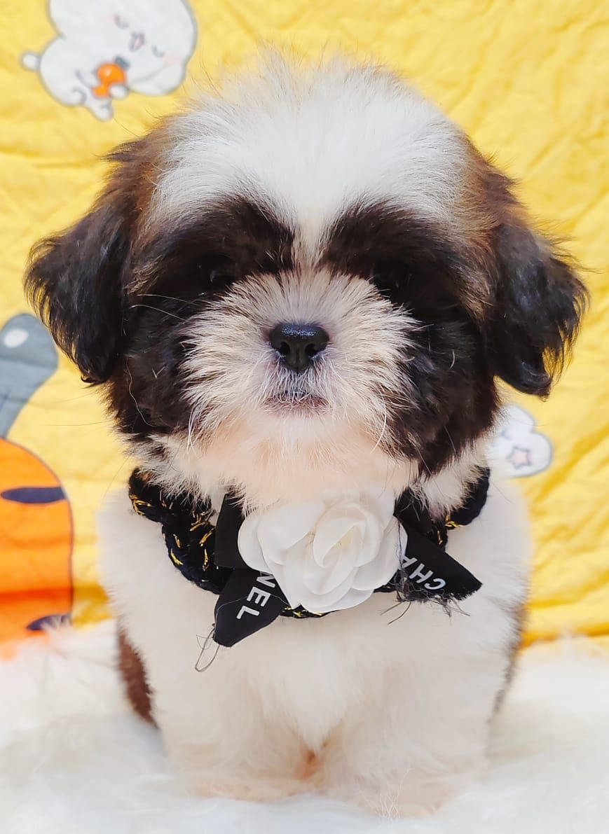 Shih Tzu 西施