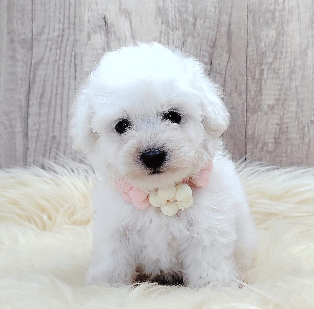 Poodle 娉拌开璐靛